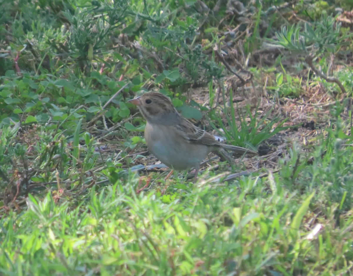 Clay-colored Sparrow - Shirley Reynolds