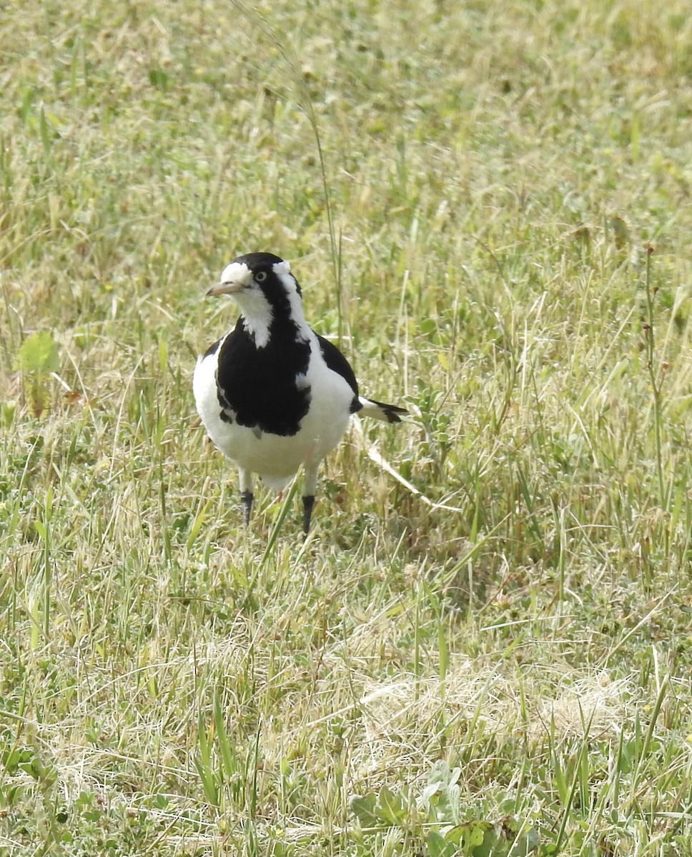 Magpie-lark - ML491389721