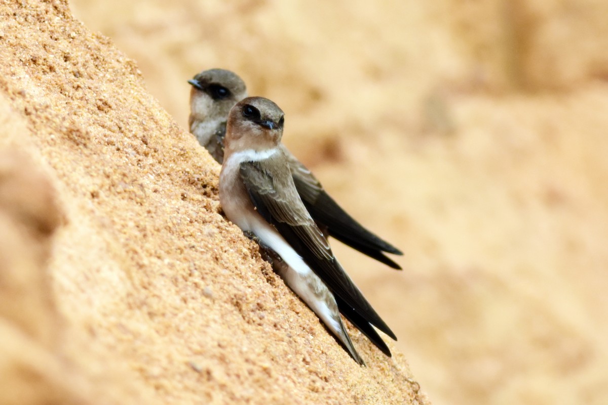 Pale Martin - Ajoy Kumar Dawn