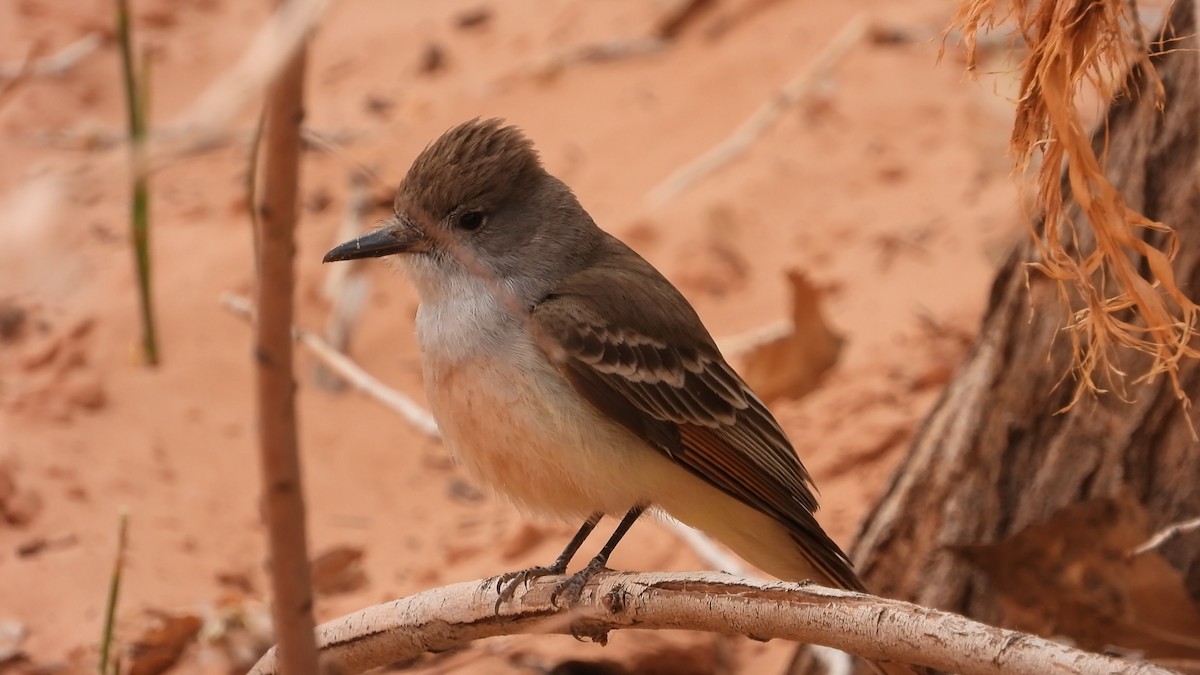 Ash-throated Flycatcher - ML491391921