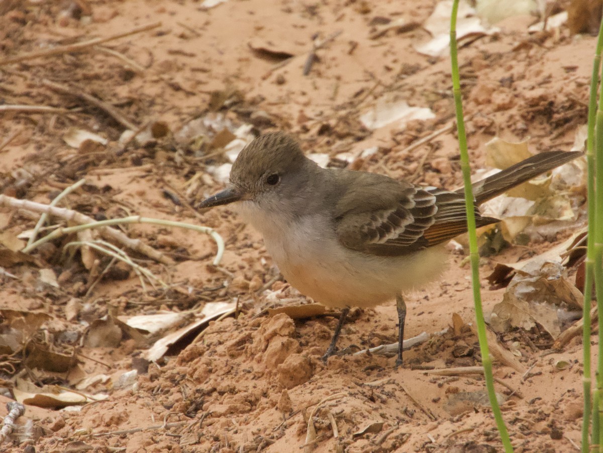 Ash-throated Flycatcher - ML491391931