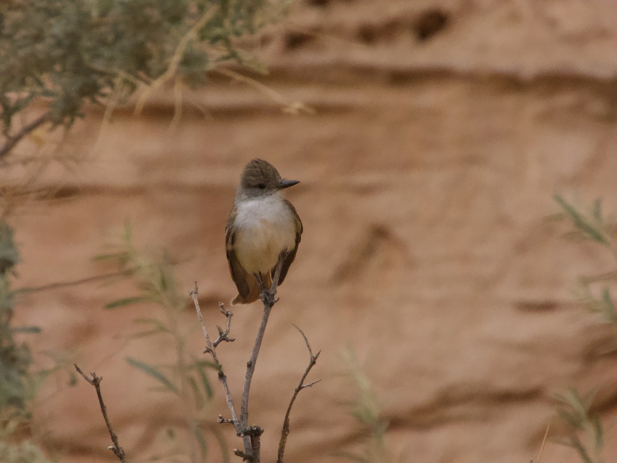 Ash-throated Flycatcher - ML491391941