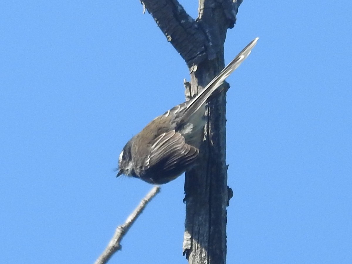 New Zealand Fantail - ML491393121