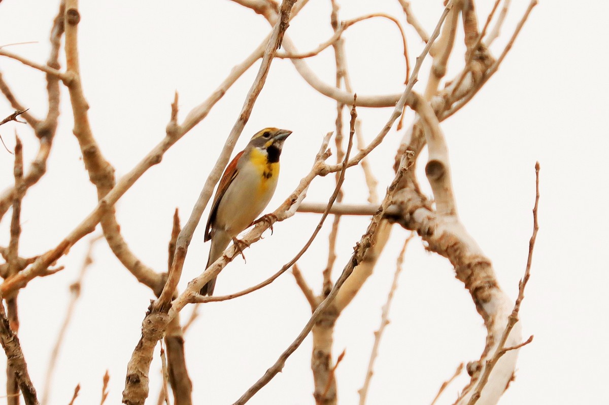 Dickcissel - ML491393531