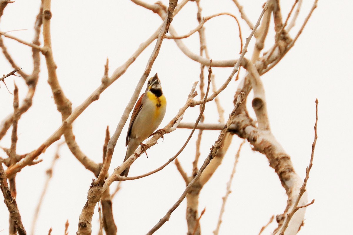 Dickcissel - ML491393541