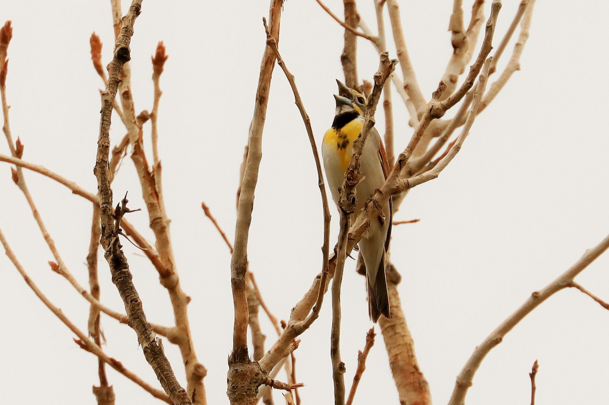 Dickcissel - ML491393551