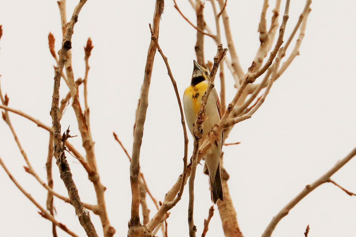Dickcissel - ML491393721