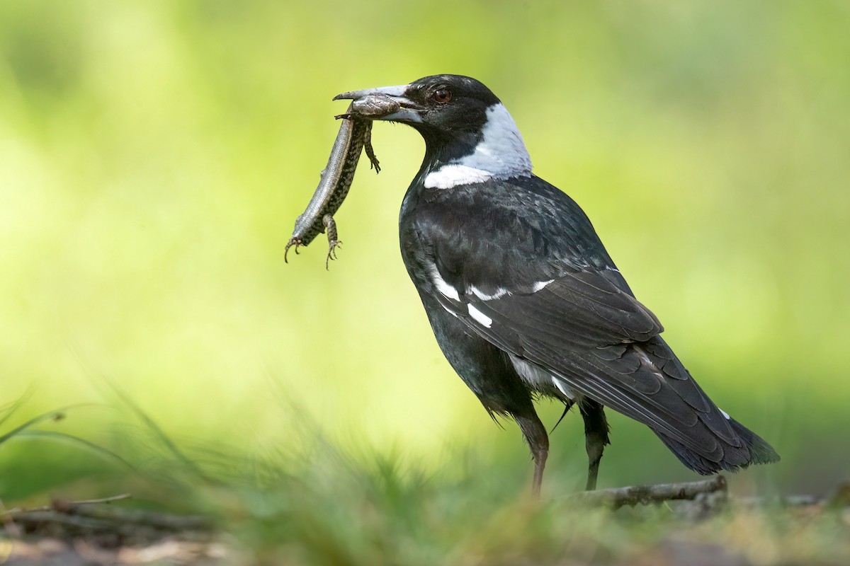 Australian Magpie Family