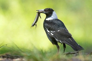 Australian Magpie (Black-backed) - eBird
