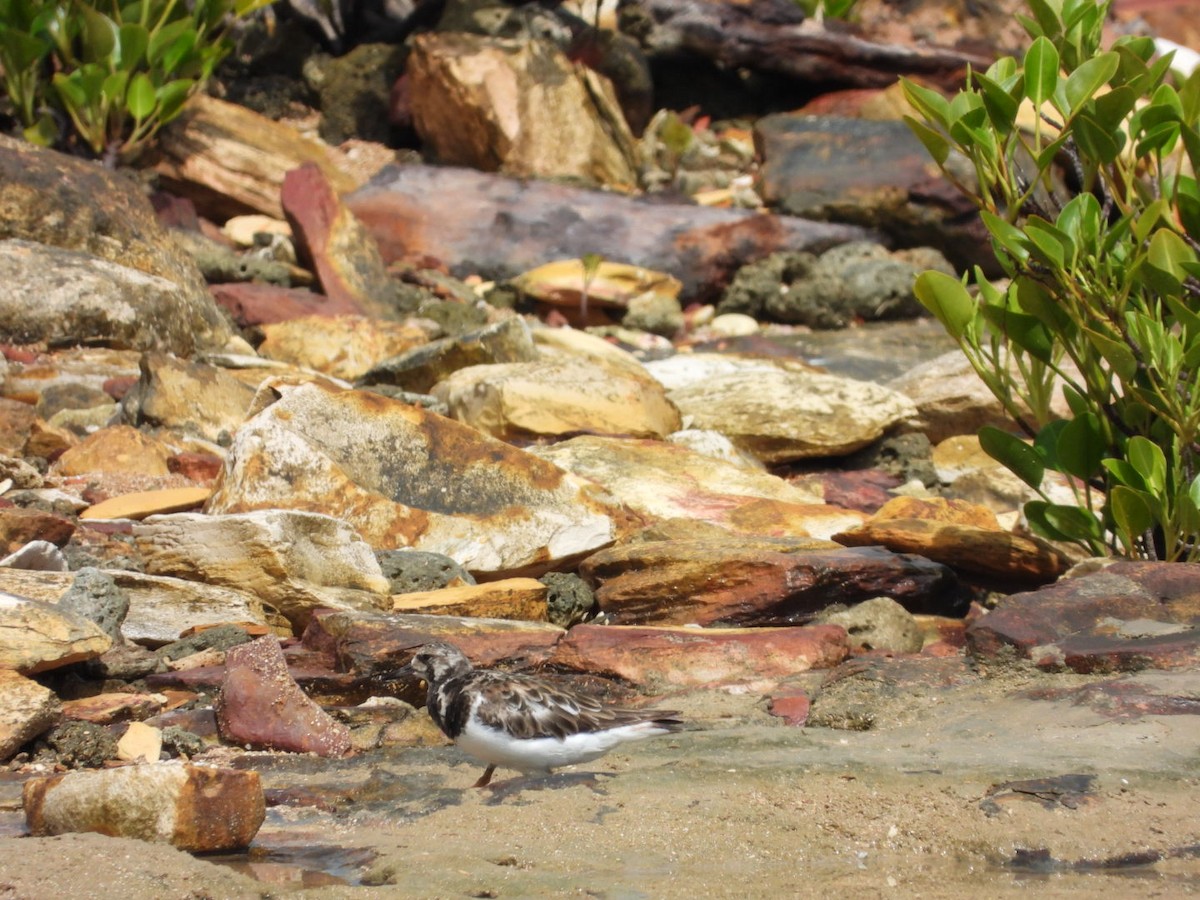 Ruddy Turnstone - ML491394781