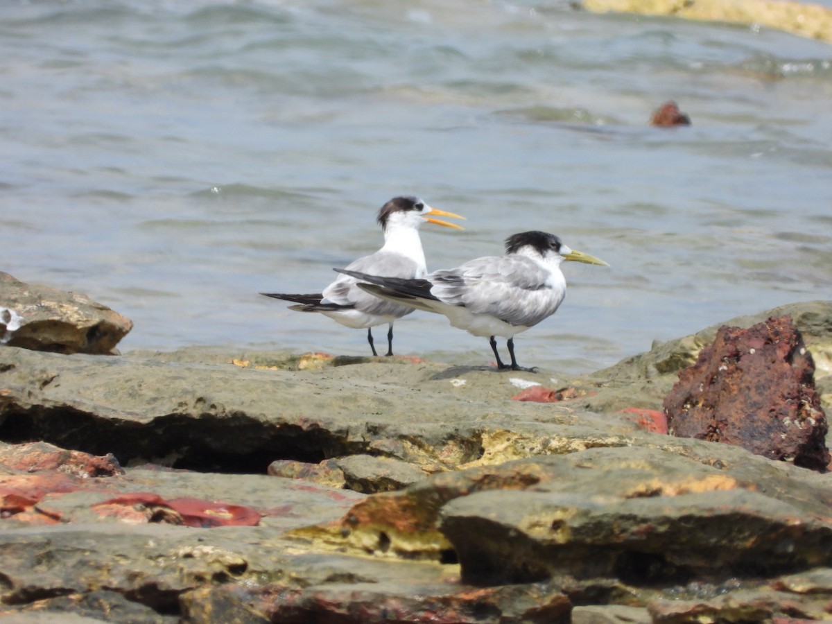 Lesser Crested Tern - Luke Enright