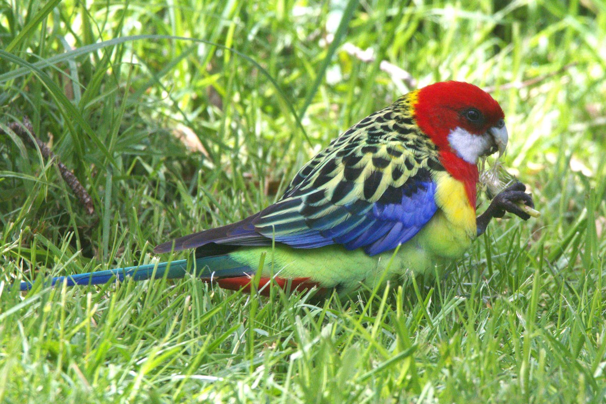 Eastern Rosella - ML491395021