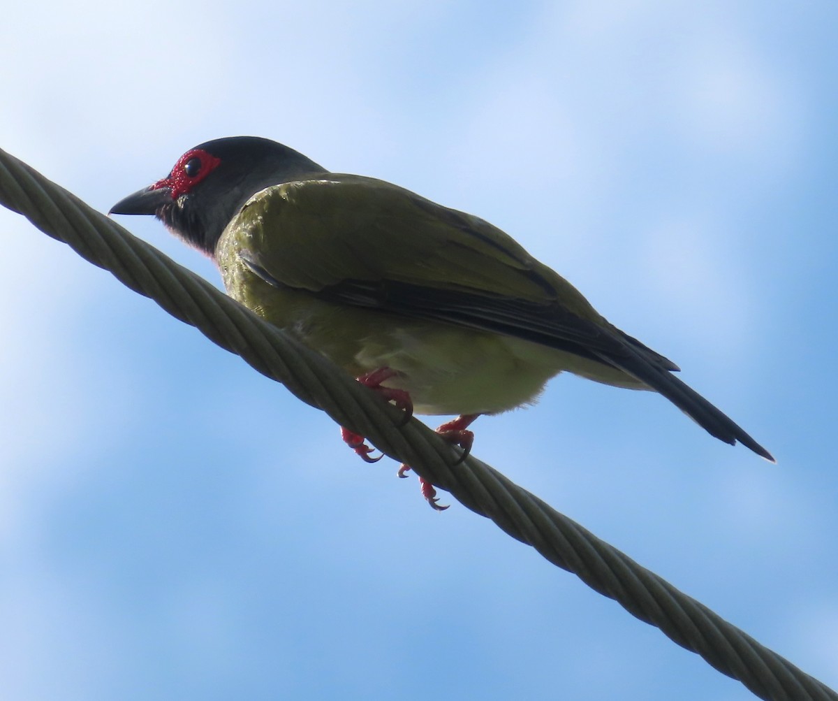 Australasian Figbird - ML491395371