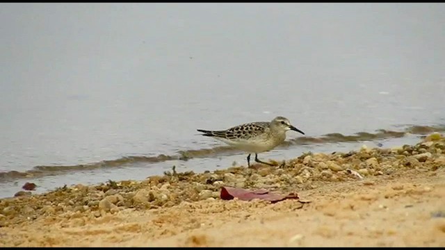 White-rumped Sandpiper - ML491395681