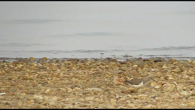 Spotted Sandpiper - ML491396231