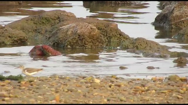 Spotted Sandpiper - ML491396241