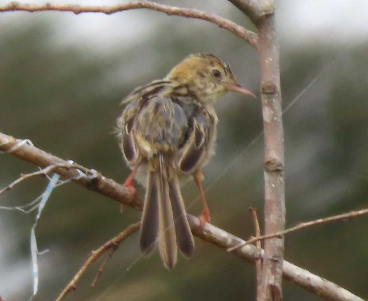 Tawny Grassbird - Paul Dobbie