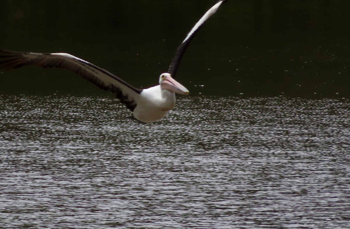 Australian Pelican - ML491396551