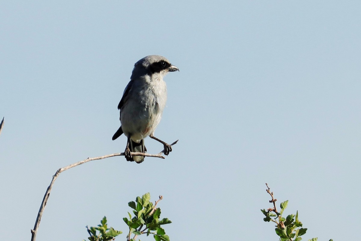 Loggerhead Shrike - ML491401111