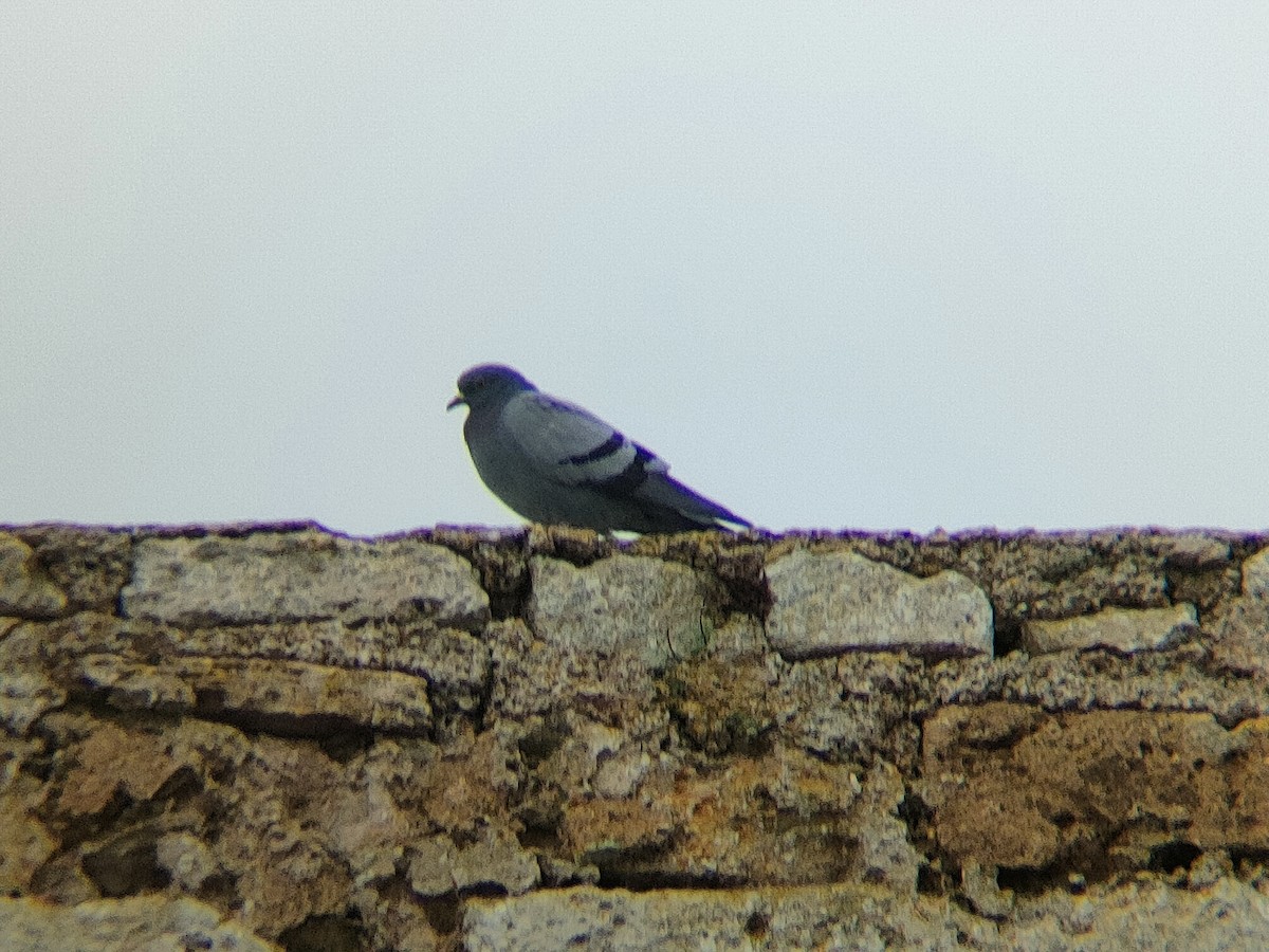 Rock Pigeon - Steve Thorpe