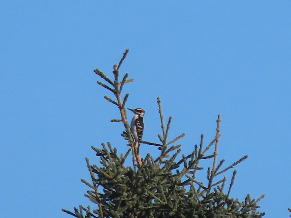 Hairy Woodpecker - ML491402171