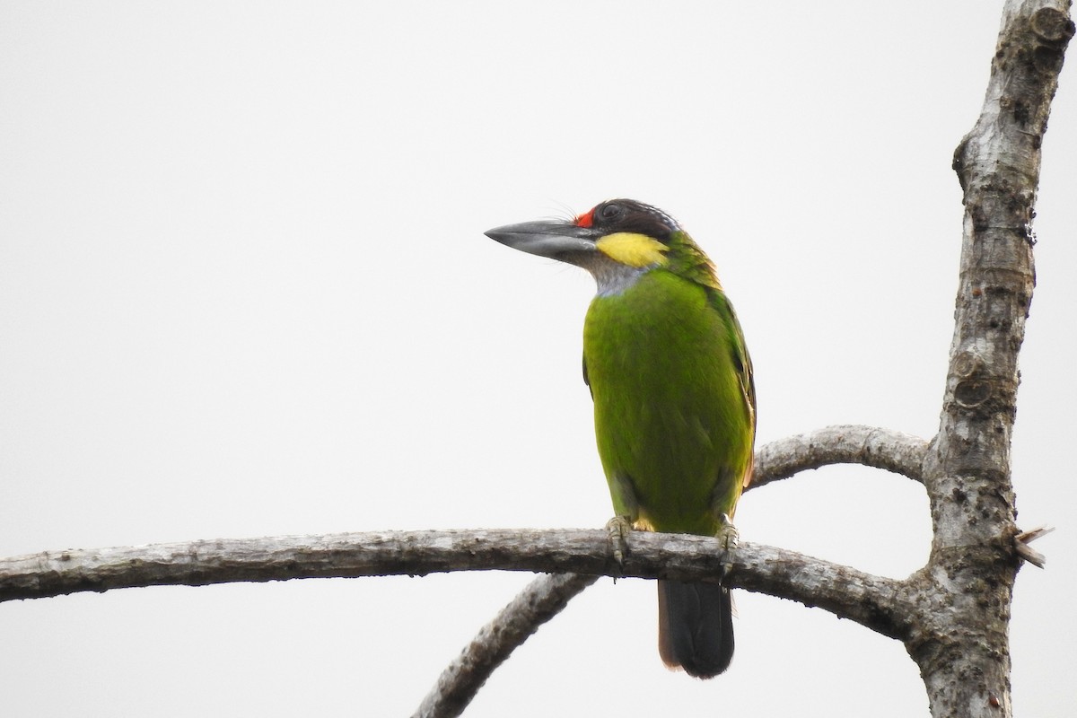 Gold-whiskered Barbet (Gold-faced) - ML491405591