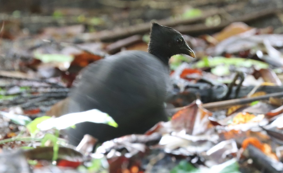 Dusky Megapode (Dusky) - ML491406791