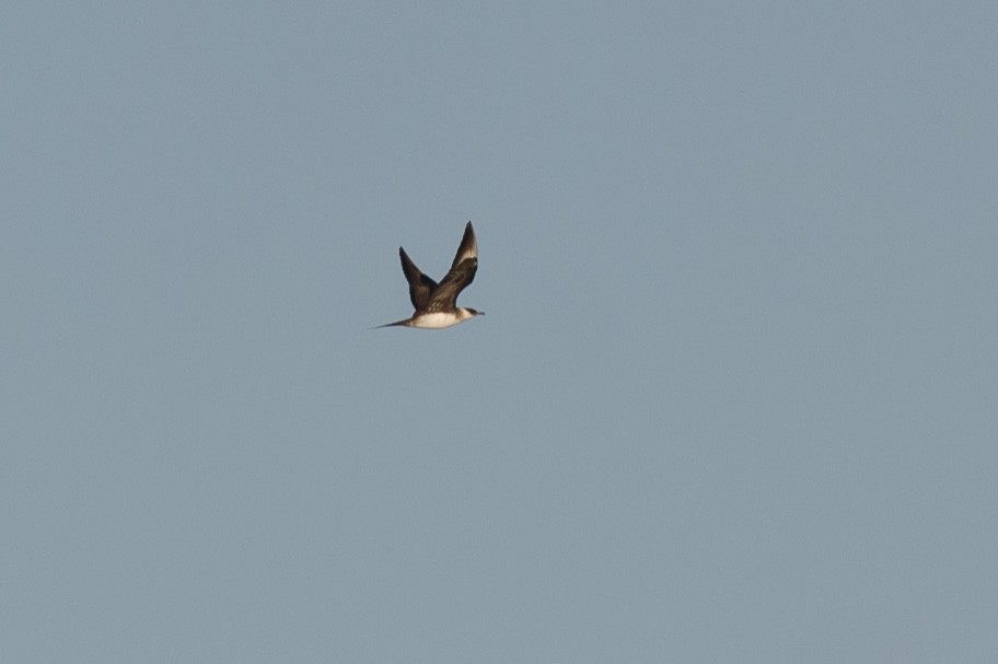 Parasitic Jaeger - ML491407001