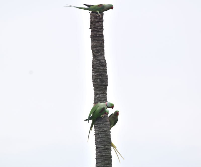 Alexandrine Parakeet - ML491407021