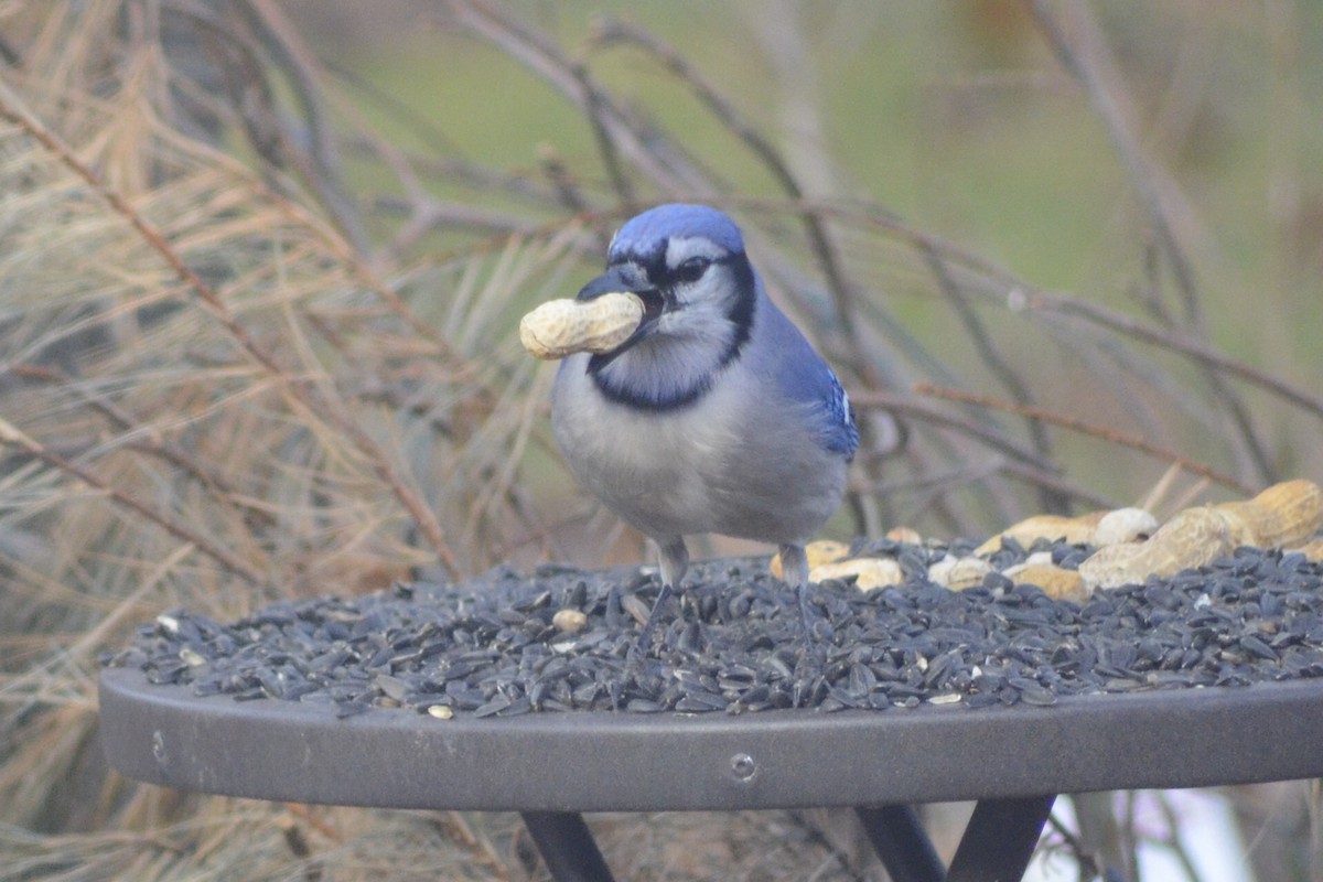 Blue Jay - ML49140721