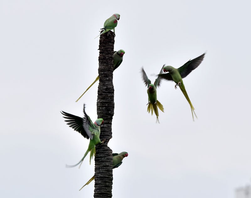 Alexandrine Parakeet - ML491407371