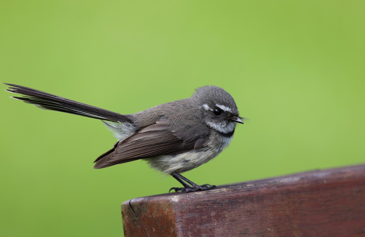 Gray Fantail - Andy Gee