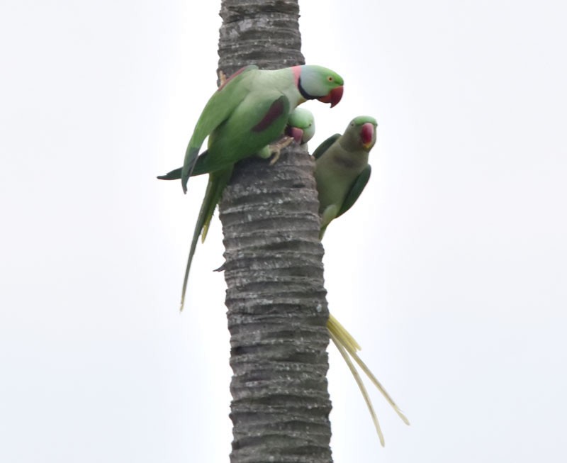 Alexandrine Parakeet - ML491407581