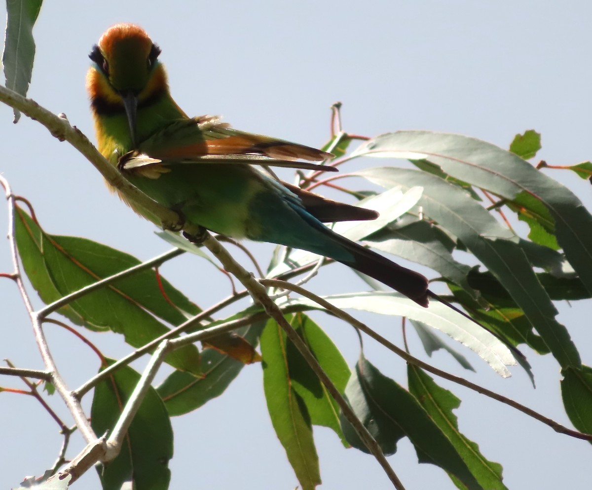 Rainbow Bee-eater - Paul Dobbie