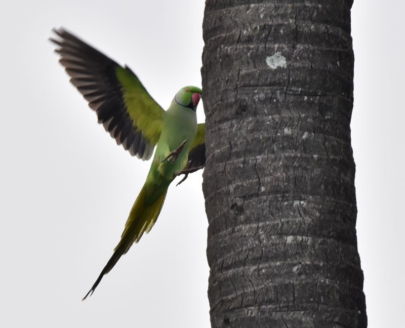 Rose-ringed Parakeet - ML491407921