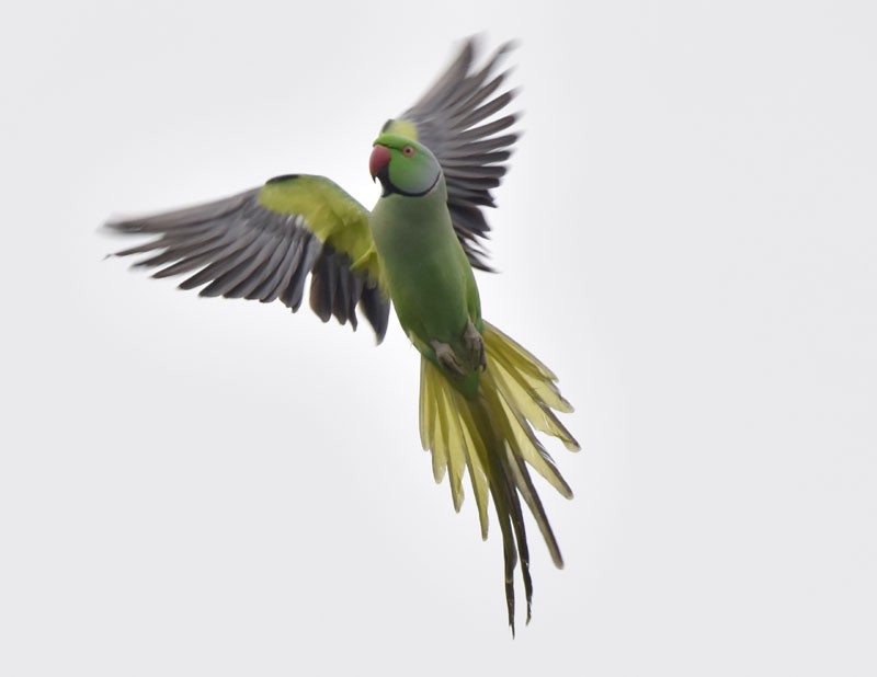 Rose-ringed Parakeet - ML491407941