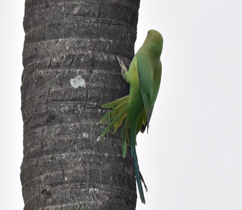 Rose-ringed Parakeet - ML491407951