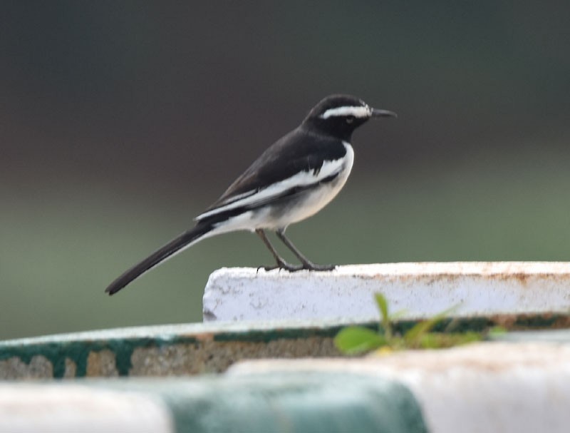 White-browed Wagtail - ML491408181