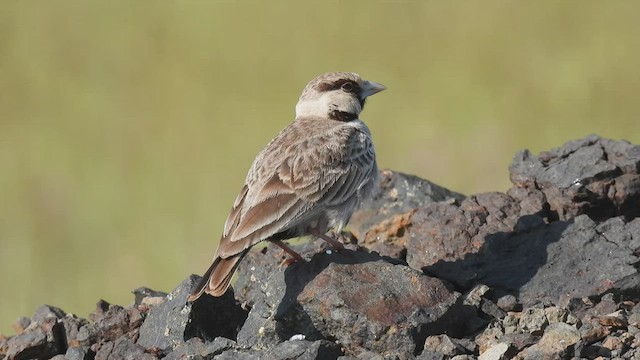 Ashy-crowned Sparrow-Lark - ML491409721
