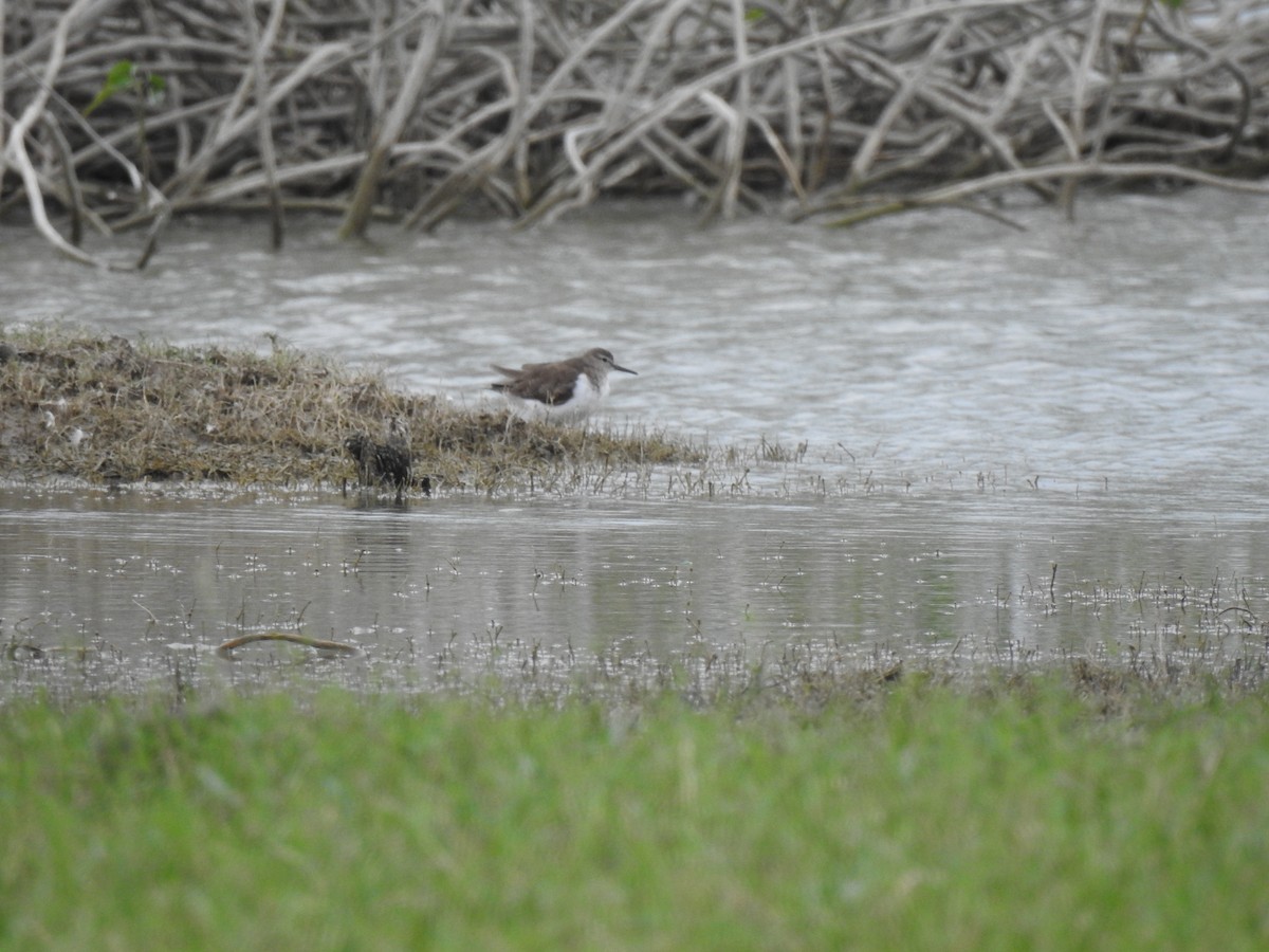 Common Sandpiper - ML491413871