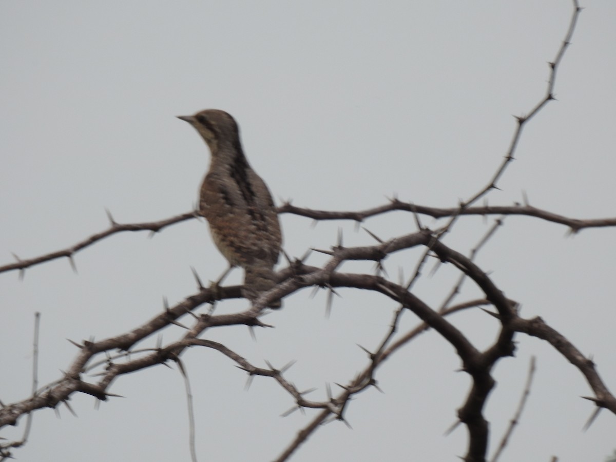 Eurasian Wryneck - ML491414021