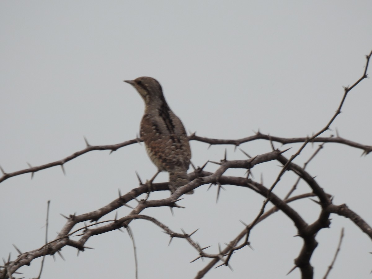 Eurasian Wryneck - ML491414031