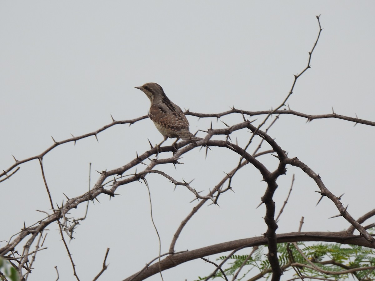 Eurasian Wryneck - ML491414041