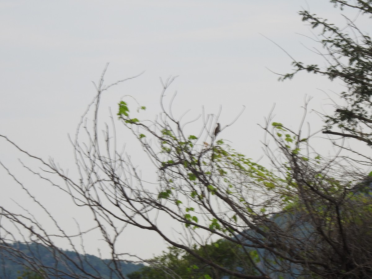 Eurasian Wryneck - ML491414051