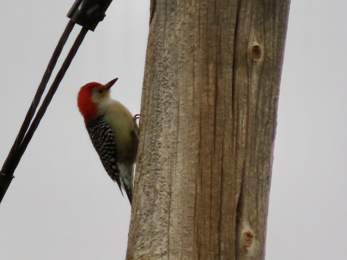 Red-bellied Woodpecker - Diane Roberts