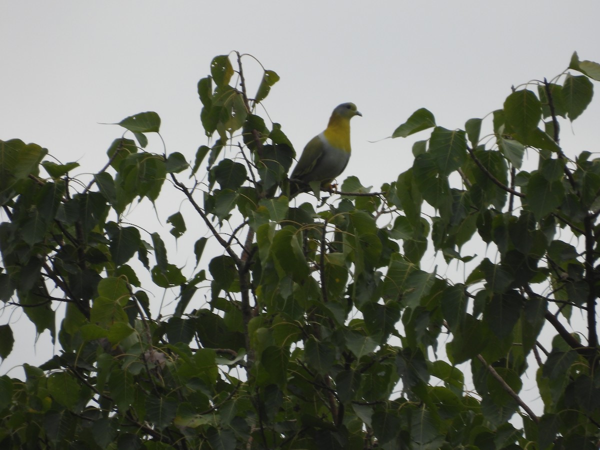Yellow-footed Green-Pigeon - ML491415561
