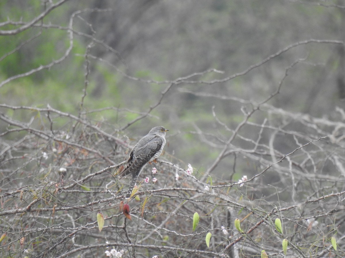 Common Cuckoo - ML491415661