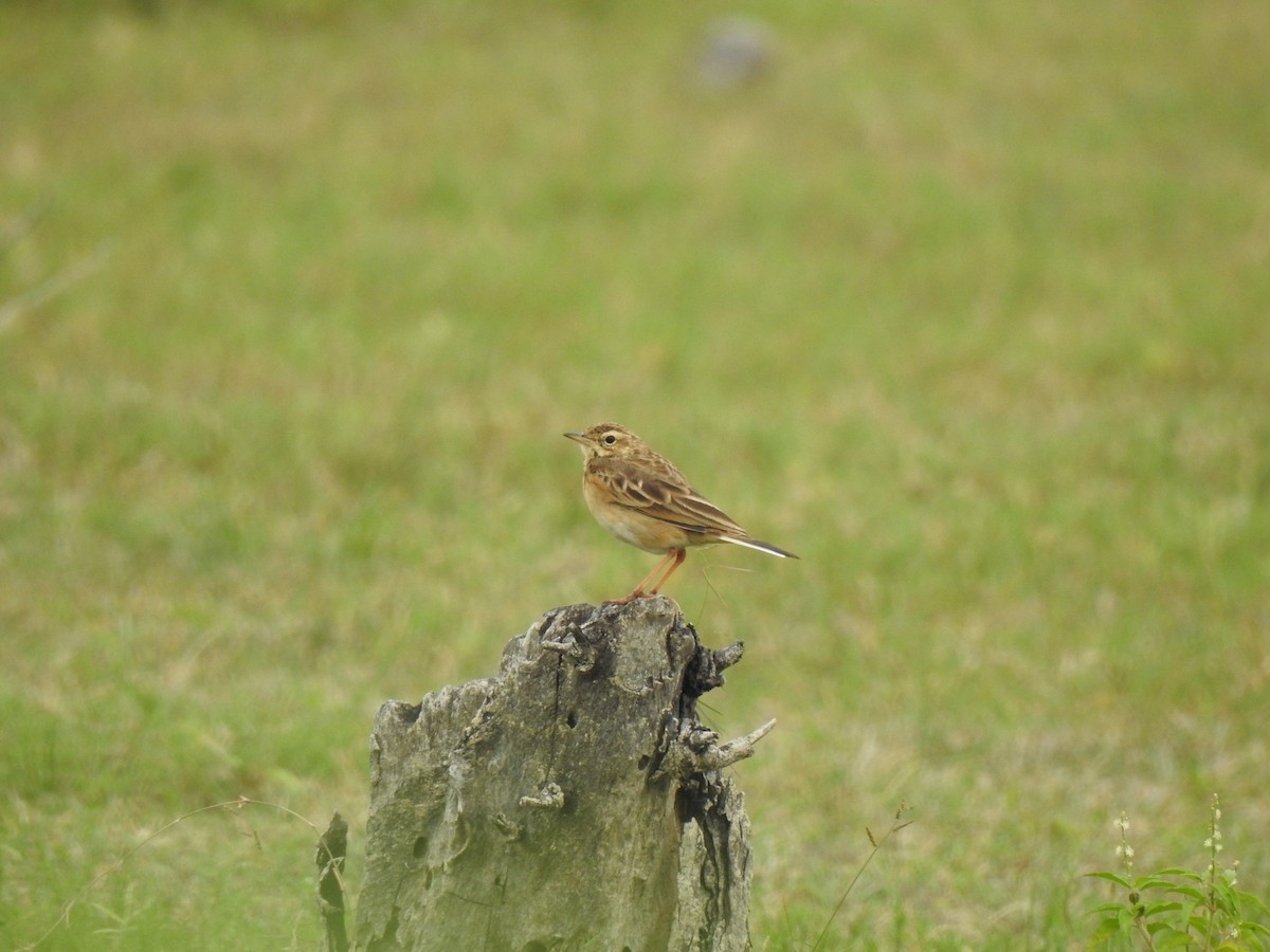 pipit sp. - ML491415791