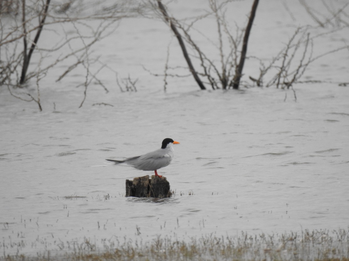 River Tern - ML491416931