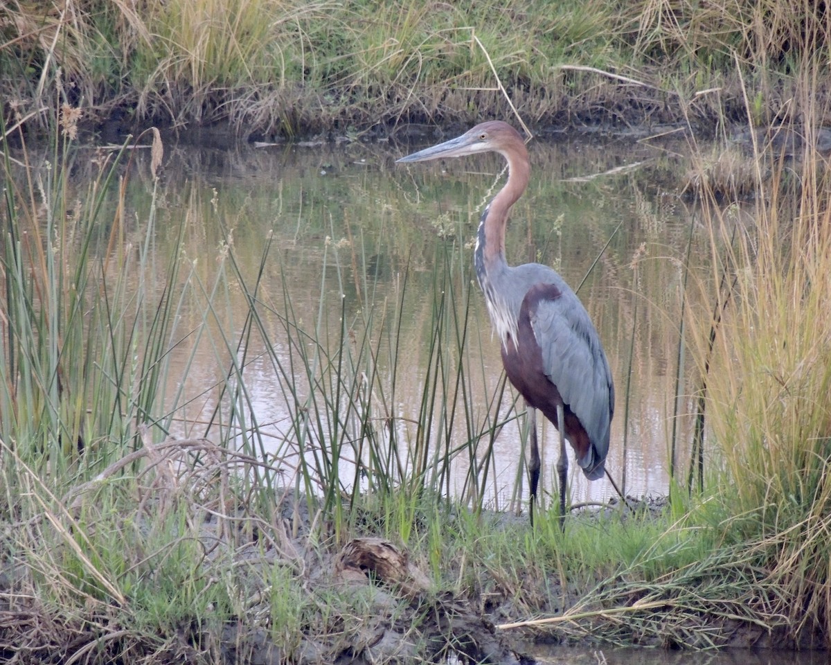 Goliath Heron - ML491418031